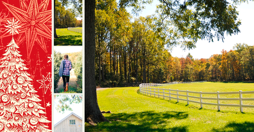 Westlake Tree Farms Pottstown, Pennsylvania Cut Your Own TREEdition